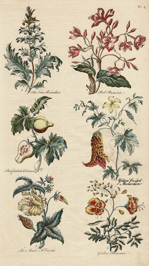 Flower Digital Art - Antique Botanical Print - Sir John Hill, Eden by Antique Images