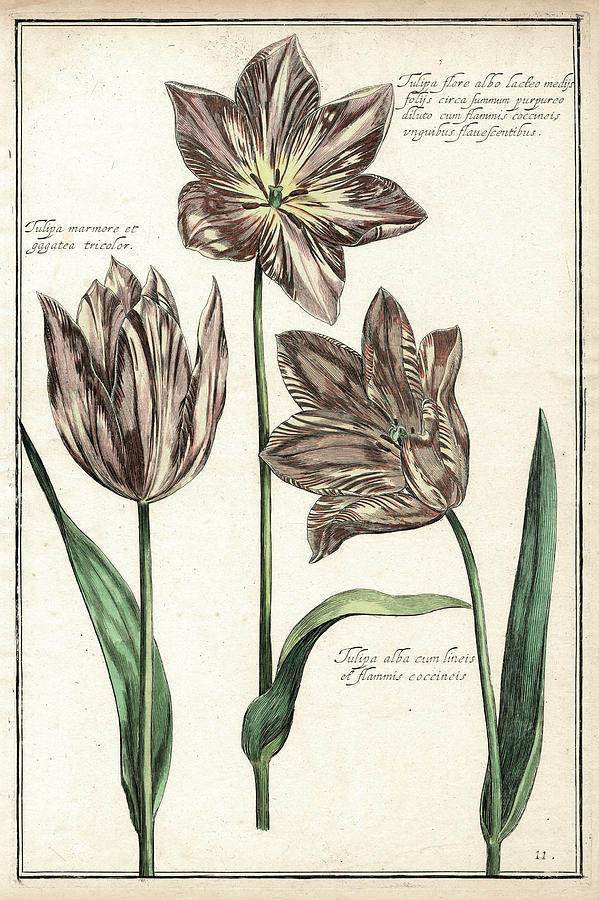 Tulip Digital Art - Antique Botanical Renaissance Tulips by Antique Images