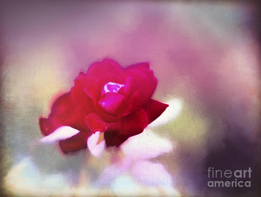 Antique Dpuble  Rose Photograph by Linda Phelps