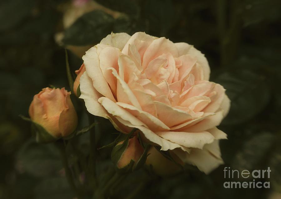 Antique English Rose Photograph by Martyn Arnold