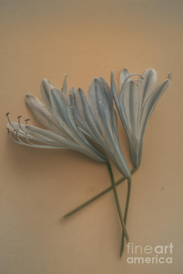 Antique floral art Photograph by Jorgo Photography