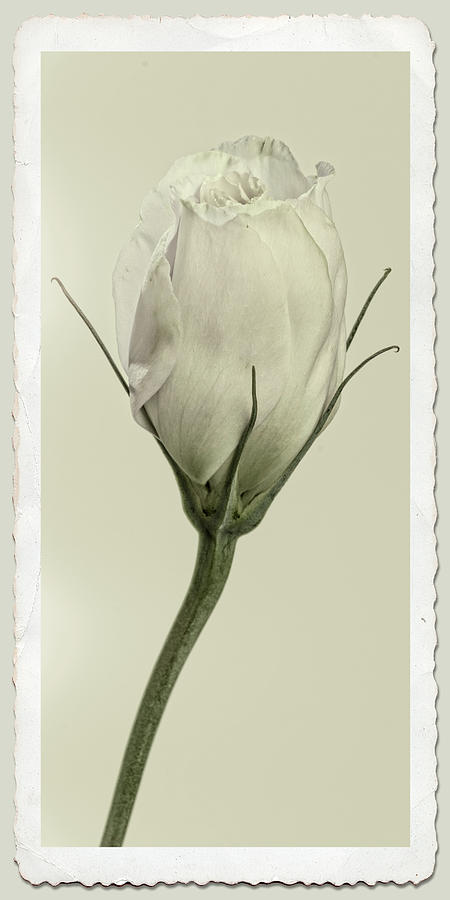 Antique Floral Showcard Photograph by Garry McMichael