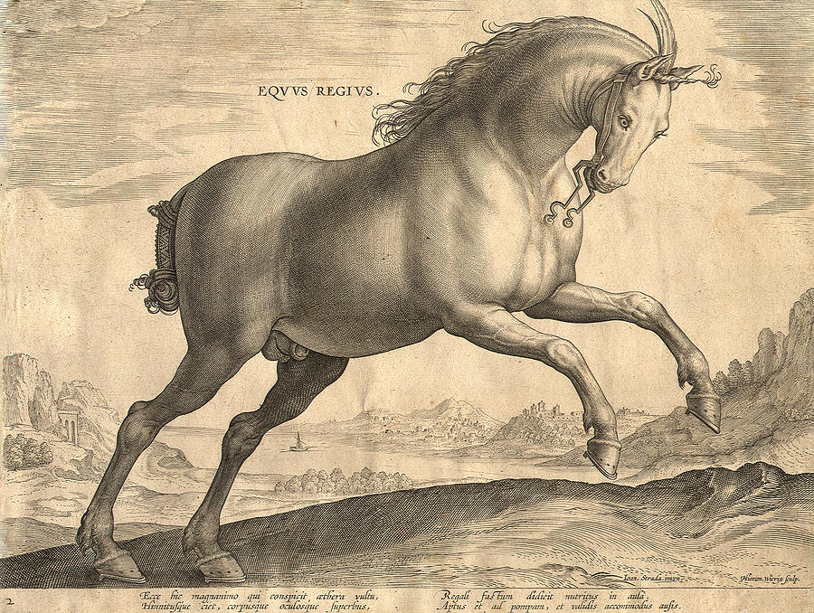 Mounted and Backed. Circa 1840 Original Antique Hand Coloured Engraving Asinus Hamar Donkey