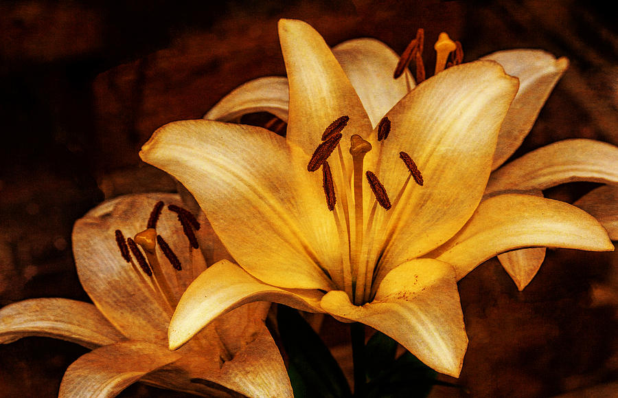 Unique Photograph - Antique Lilies by Dave Bosse