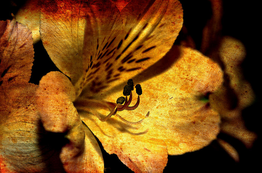 Antique Lily Photograph By Paul Gavin - Fine Art America