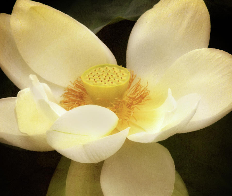 Nature Mixed Media - Antique Lotus by Georgiana Romanovna