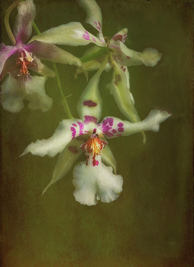 Antique Orchids Photograph by Jade Moon