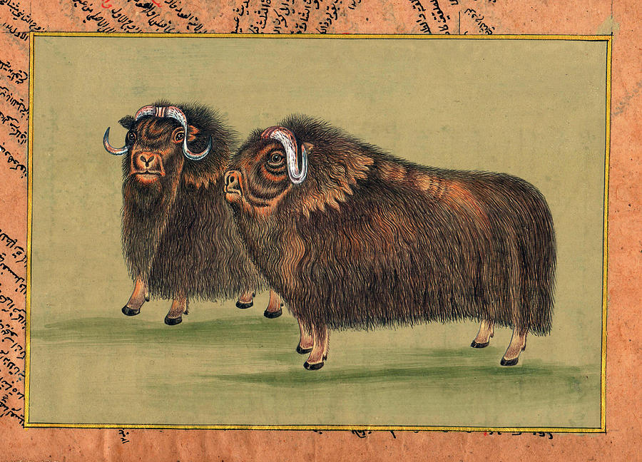  Antique-Painting-Artwork-Artist-Gallery-Animal-Himalayan-thar Painting. Painting by M B Sharma
