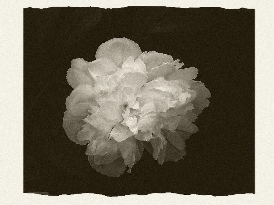 Antique Peony Postcard Photograph by Margie Avellino