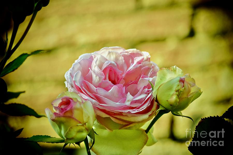 Antique Pink Rose Photograph by Debra Banks