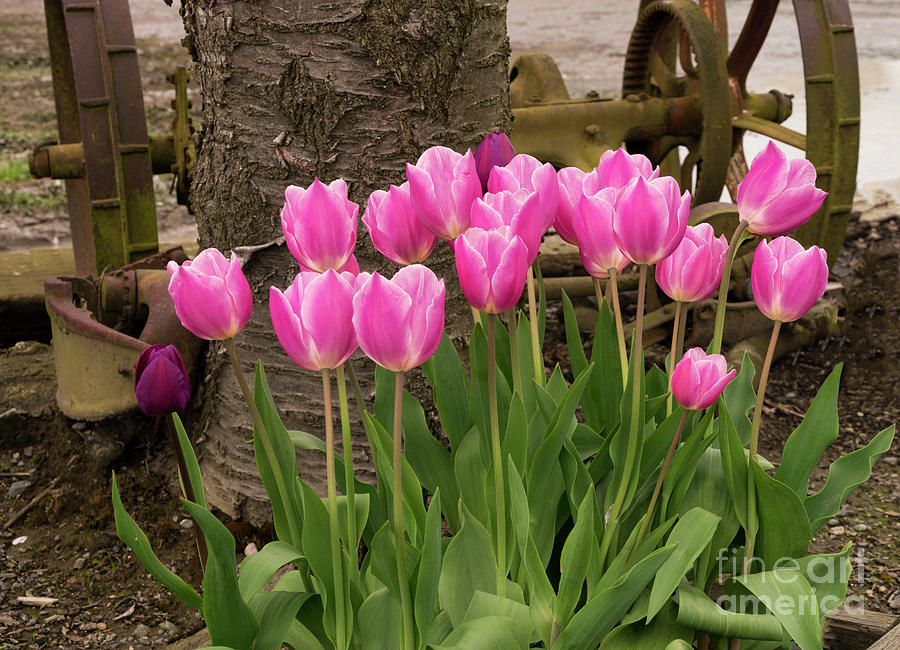 Antique Pink Tulips Photograph by Louise Magno