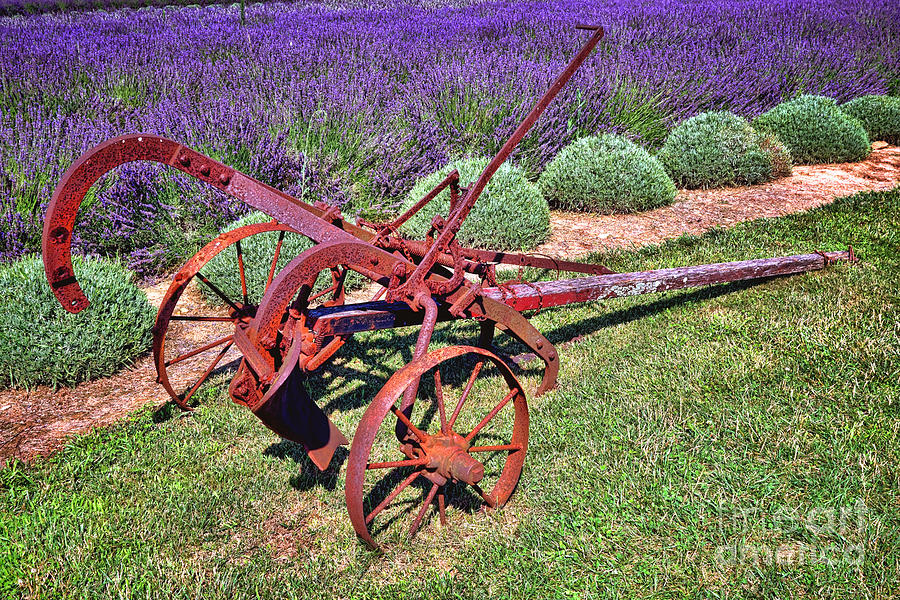 Antique Plow and Lavender Photograph by Olivier Le Queinec