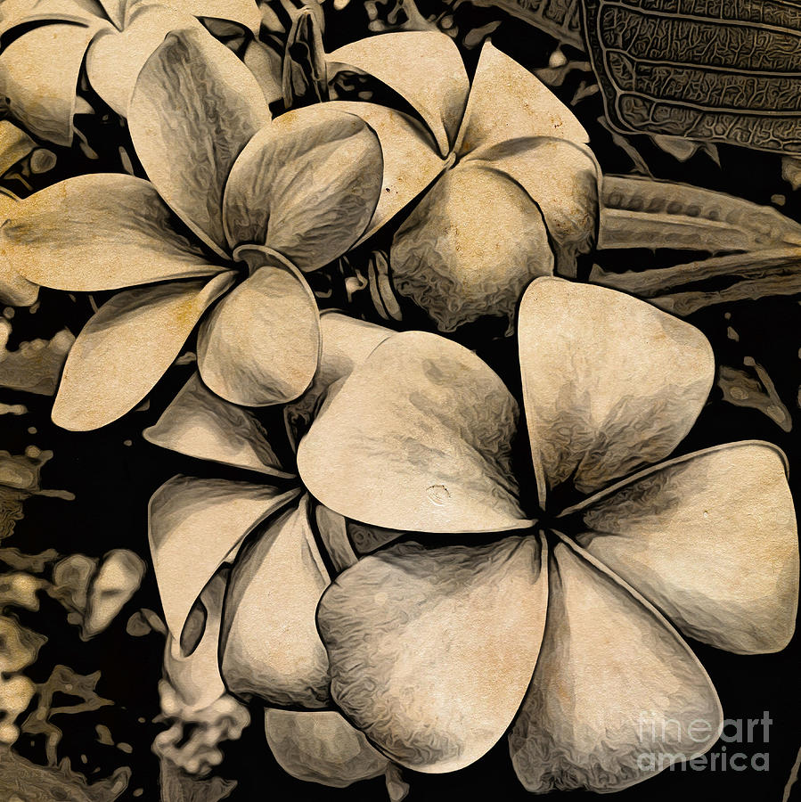 Antique Plumerias Photograph by Onedayoneimage Photography