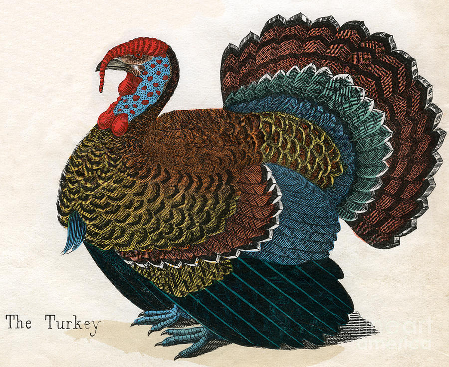 Antique Print of a Turkey, 1859  Drawing by American School