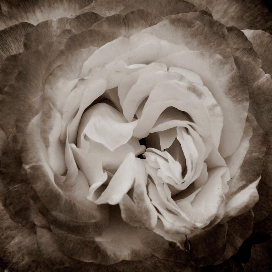 Rose Photograph - Antique Rose by Alan Skonieczny
