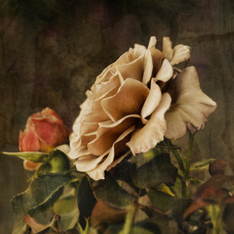 Antique Rose Photograph by   DonaRose