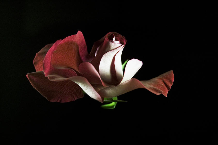 Antique Rose Photograph by Elsa Santoro