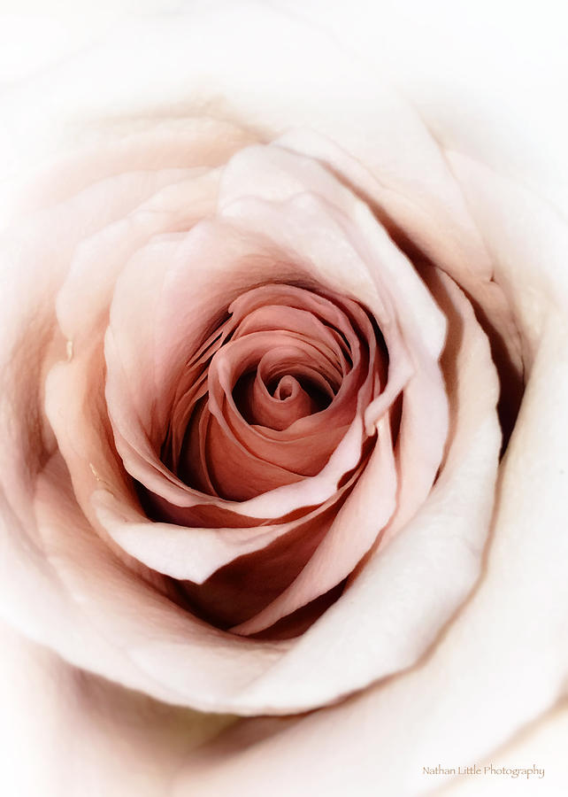 Antique Rose Photograph by Nathan Little - Fine Art America