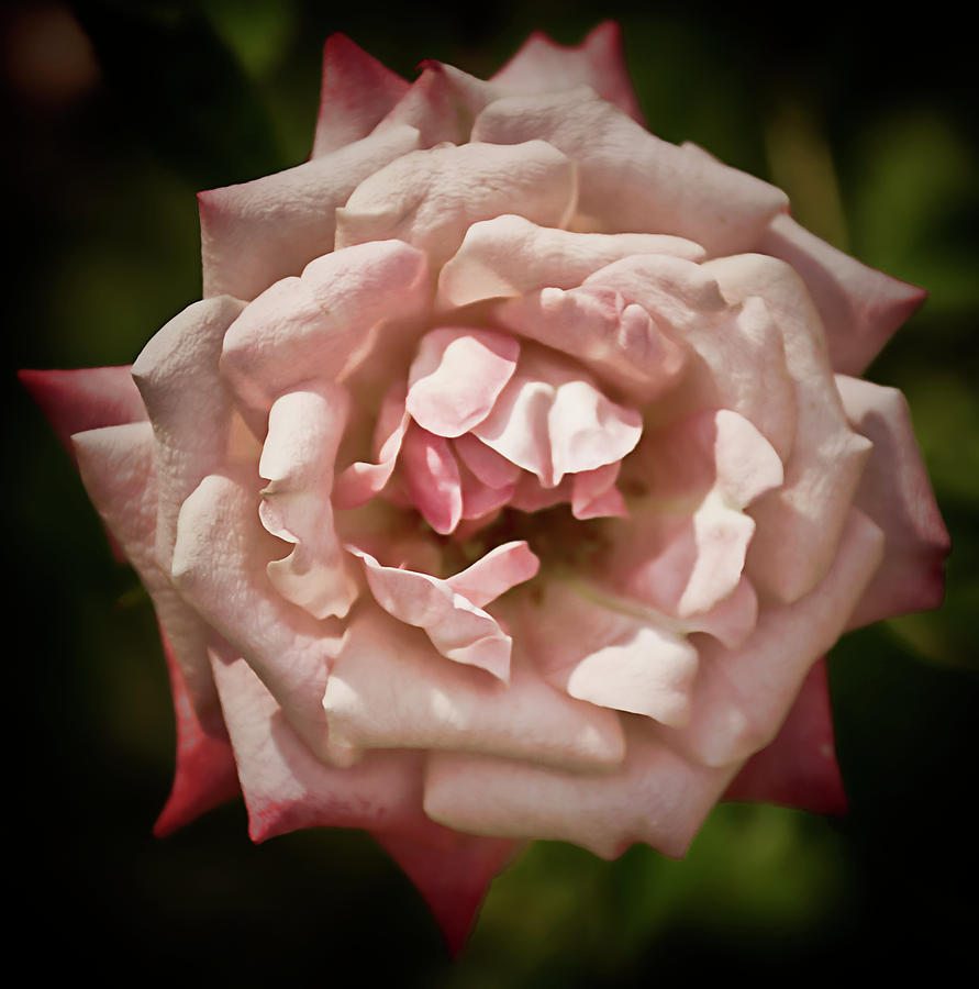 Antique Rose Rose Photograph by Michael Putnam