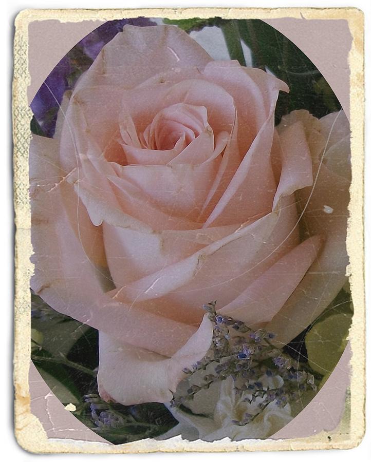 Antique Rose Photograph