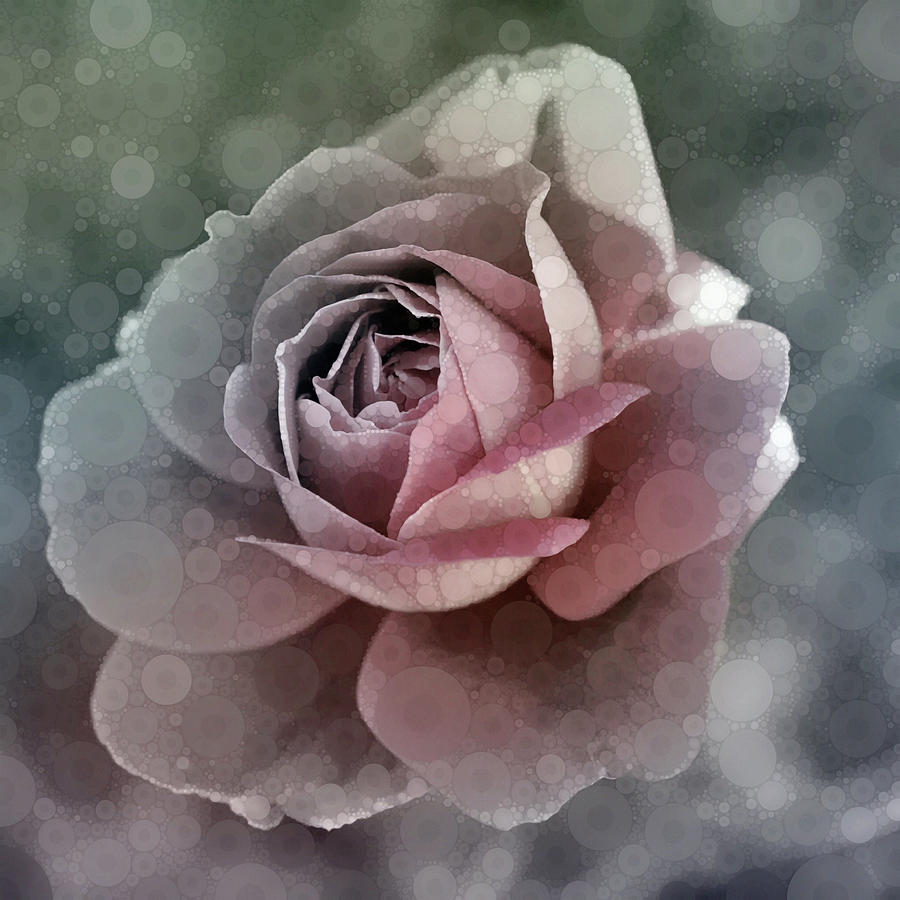 Antique Rose Mixed Media by Susan Maxwell Schmidt