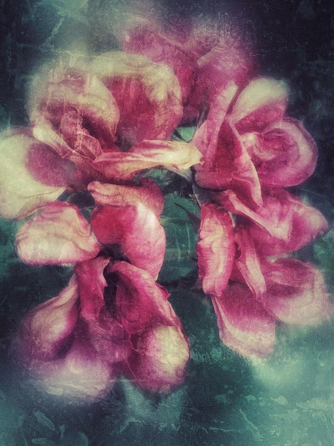 Antique Roses  Photograph by Debra Martz