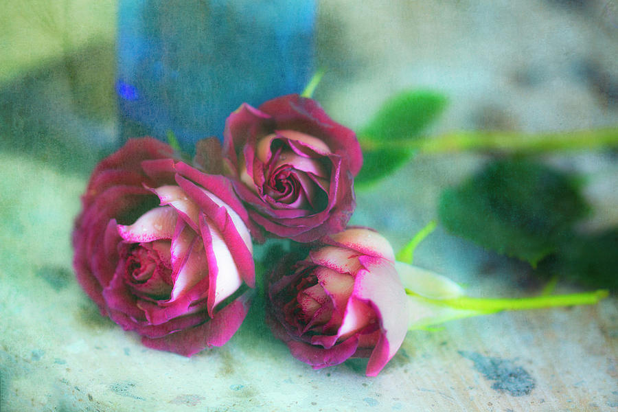Antique Roses Photograph by Jade Moon