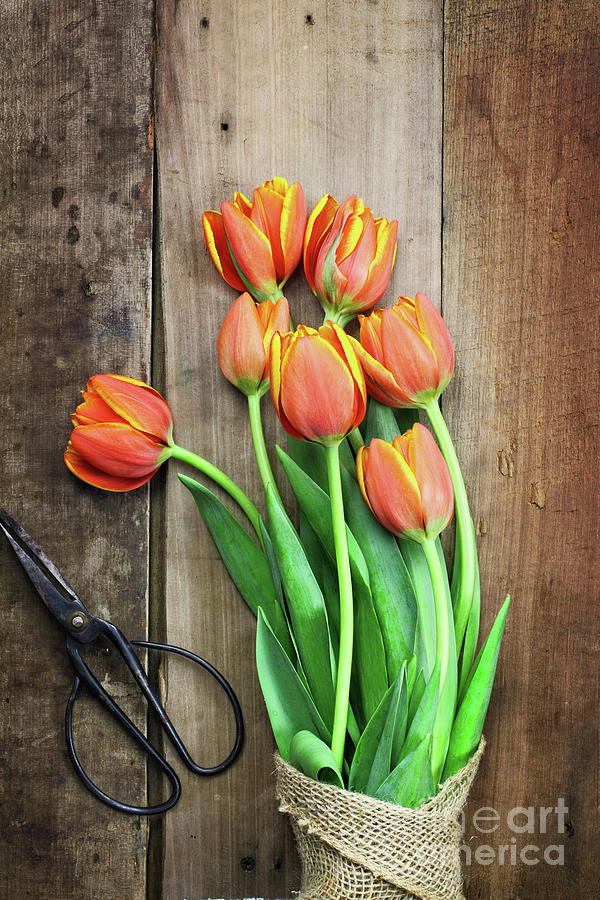 Antique Scissors and Bouguet of Tulips Photograph by Stephanie Frey