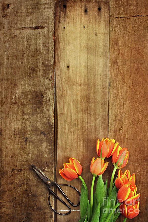 Antique Scissors and Tulips Photograph by Stephanie Frey