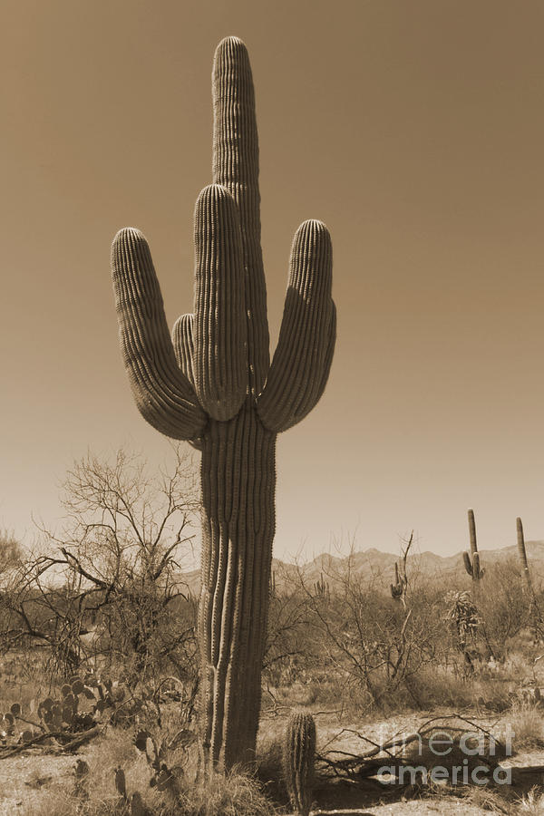 Antique Sepia Saguaro Cactus Photograph by Karen Foley