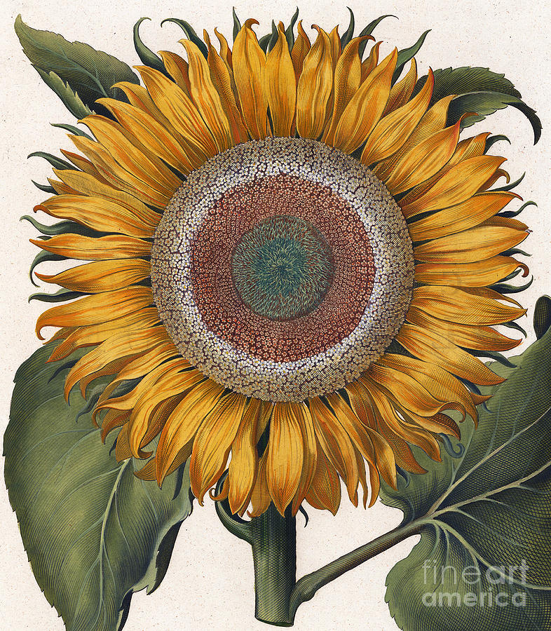 Antique Sunflower Print Painting by Basilius Besler