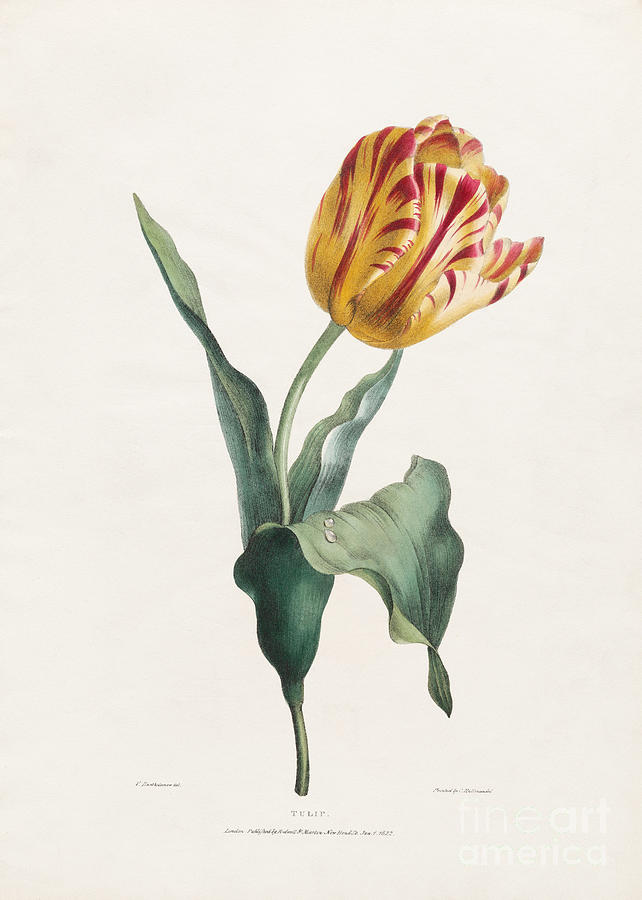 Still Life Painting - Antique Tulip Print by Valentine Bartholomew