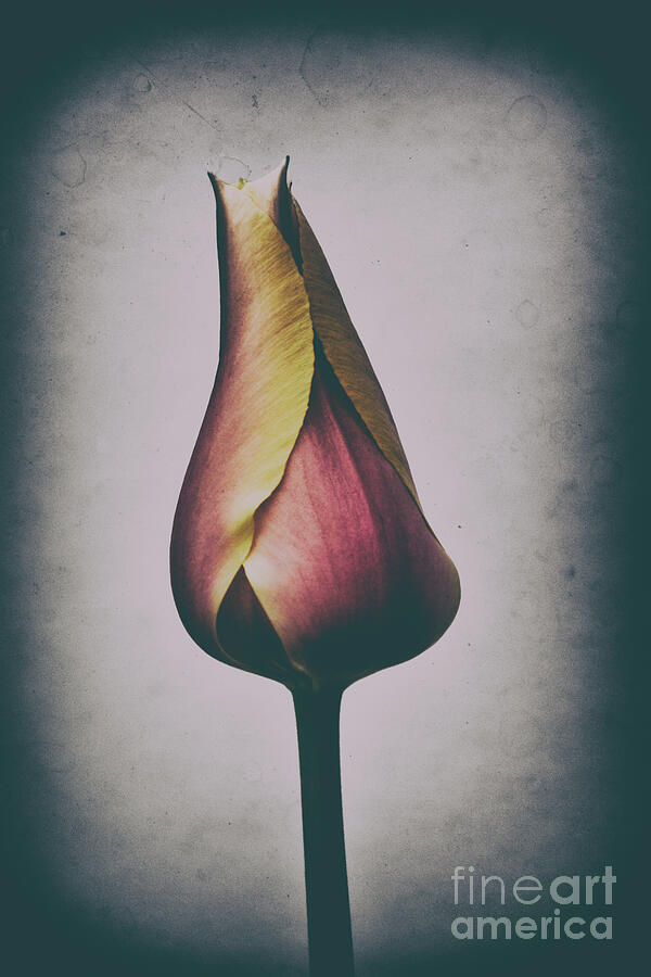 Antique Tulip Photograph by Randy J Heath