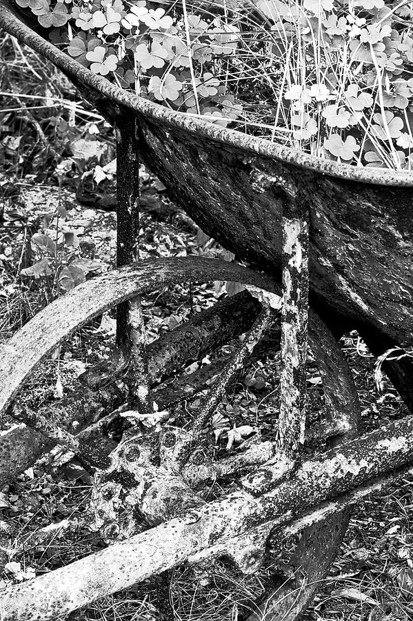 Antique Wheelbarrow Planter Photograph by Barry Wills