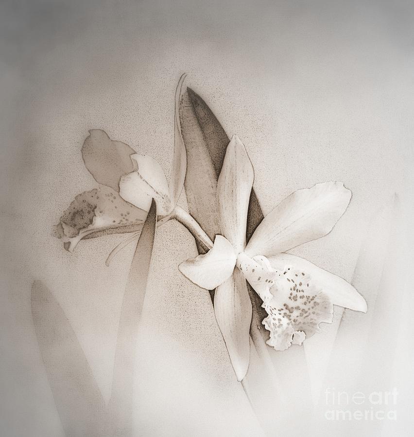 Antique White Orchids Photograph by Renee Trenholm