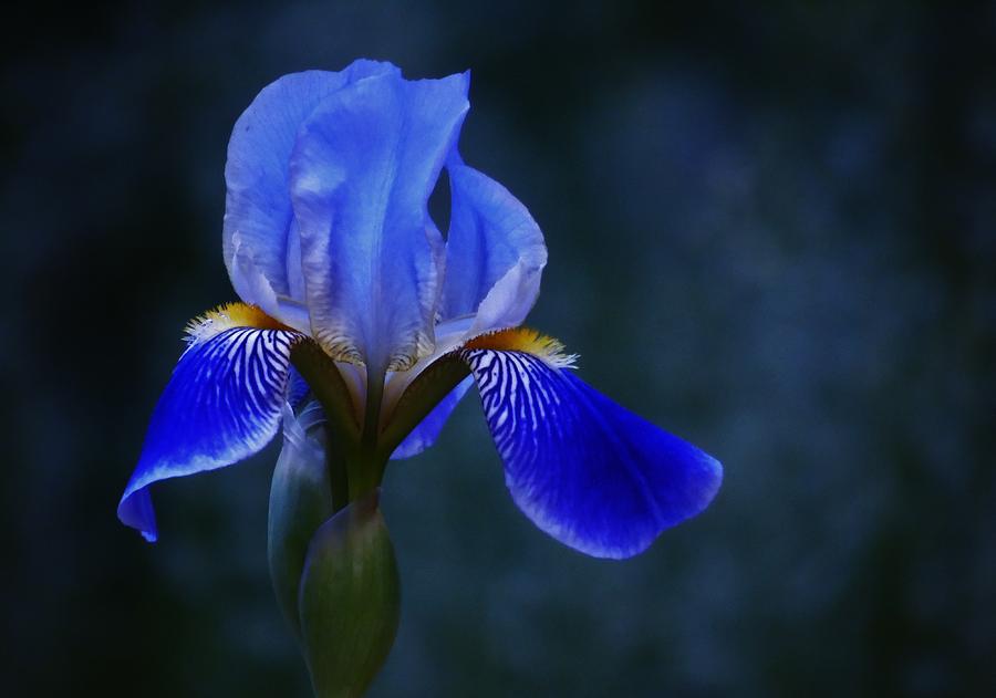 Antiqued Blue Iris Photograph by Barbara St Jean