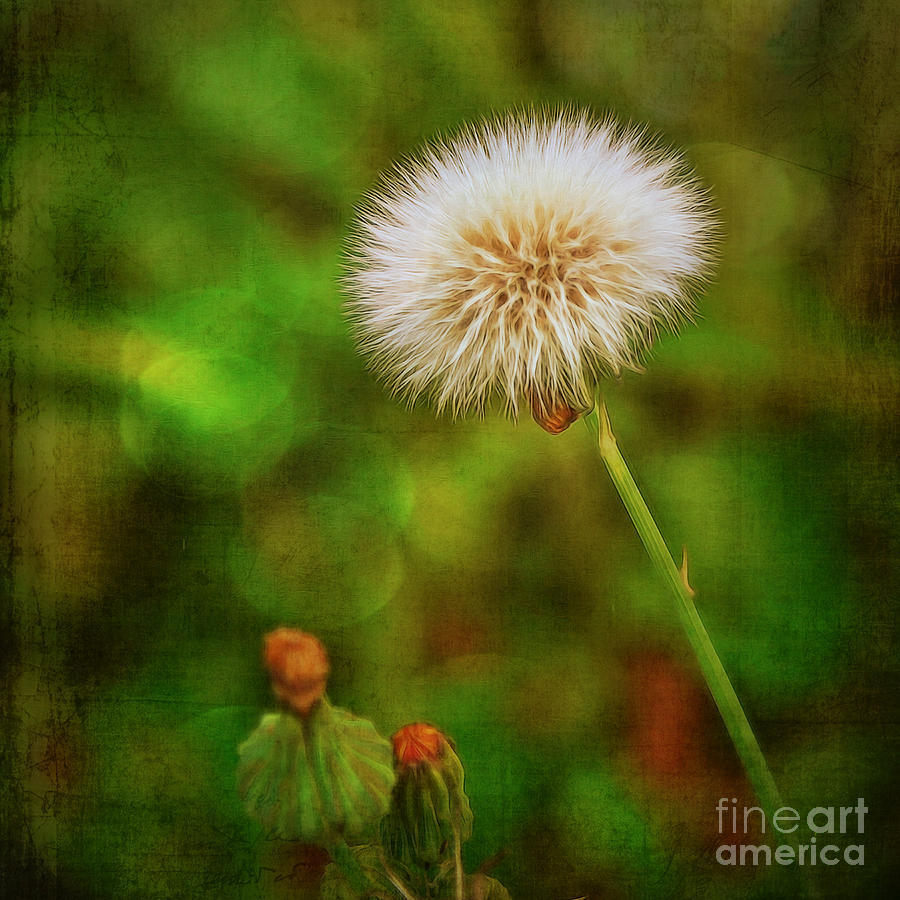 Antiqued Dandelion Photograph by Dave Bosse