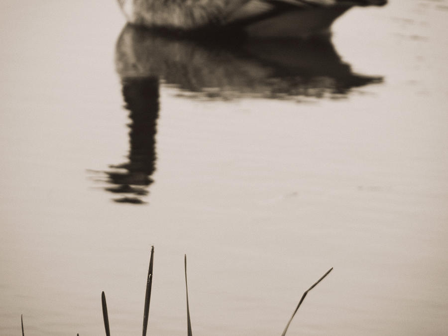 Antiqued Goose Reflection Photograph