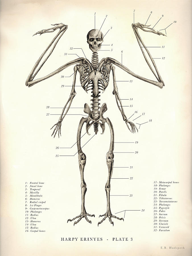 Dr. Black. The Resurrectionist Drawing - Antiqued Harpy Print 3. by EB Hudspeth Dr. Black. The Resurrectionist Drawing - Antiqued Harpy Print 3. by EB Hudspeth