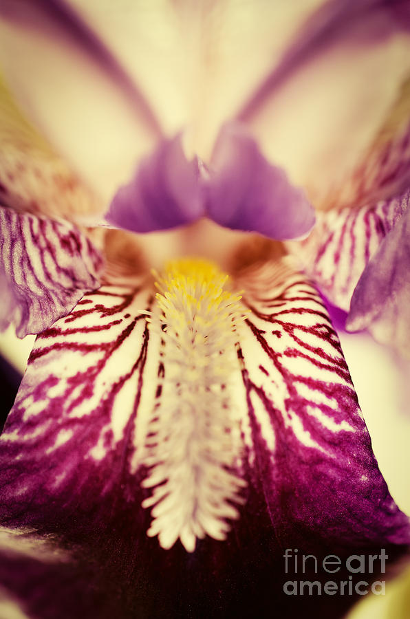 Antiqued Purple Iris Flower Botanical / Nature / Floral Photograph Photograph by PIPA Fine Art - Simply Solid