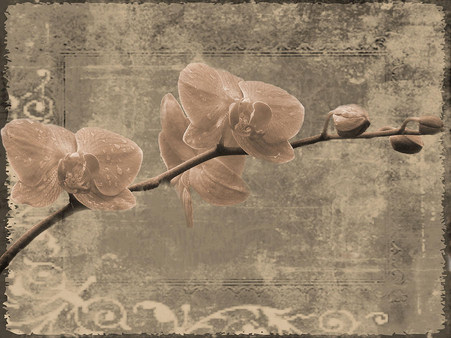 Antiqued Orchids Photograph by Tingy Wende