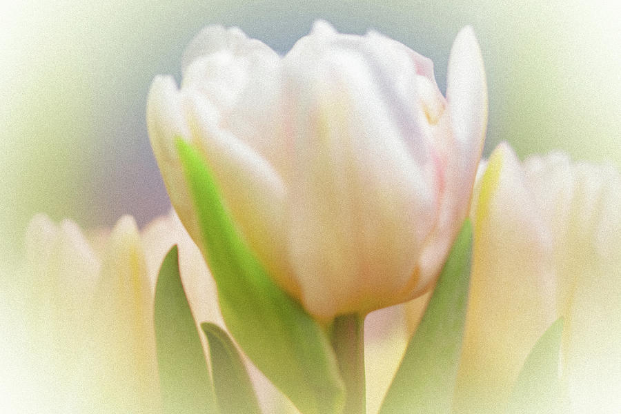 Antiqued Tulip Photograph