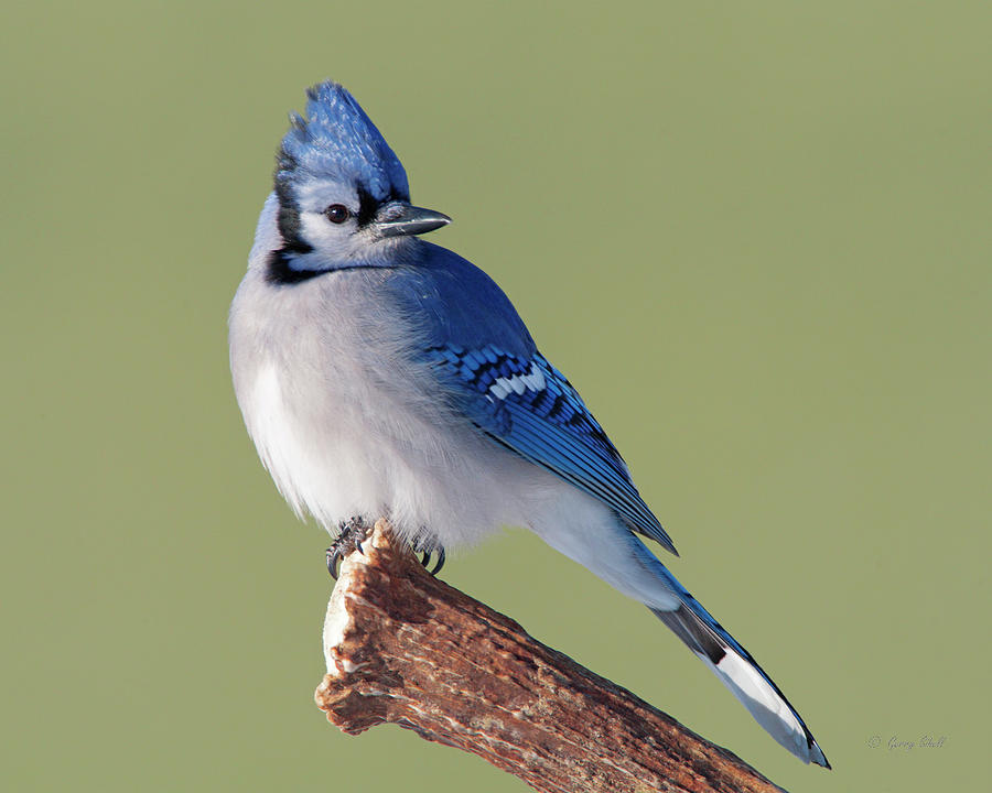 Antler Billy Blue Jay Photograph by Gerry Sibell