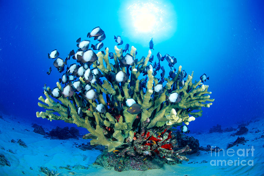 Antler Photograph - Antler Coral And Reef Fis by Dave Fleetham - Printscapes