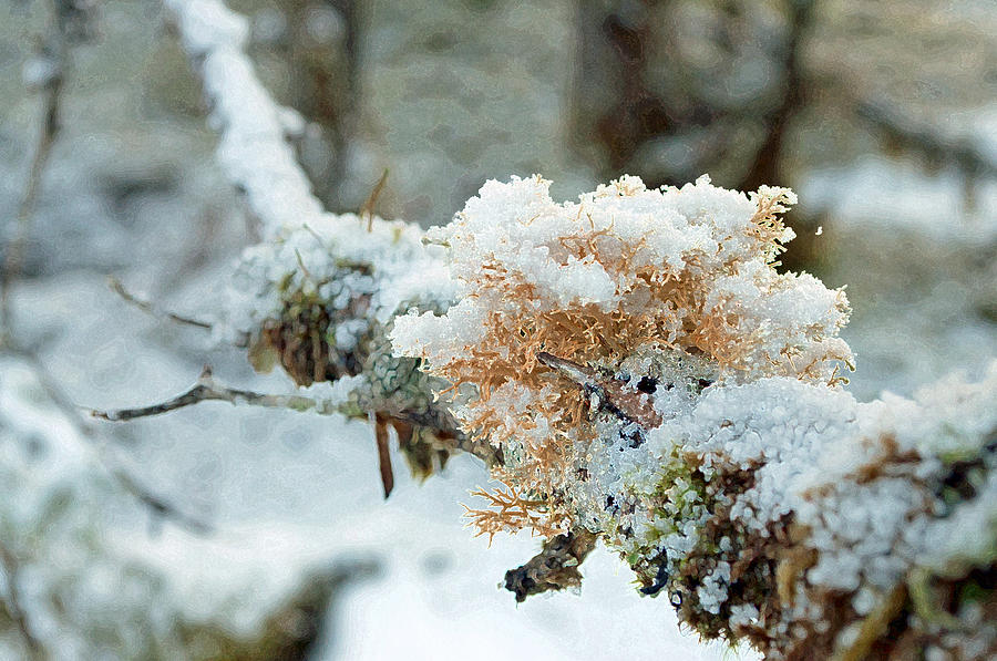 Antler Lichen in Snow Photograph by Cathy Mahnke