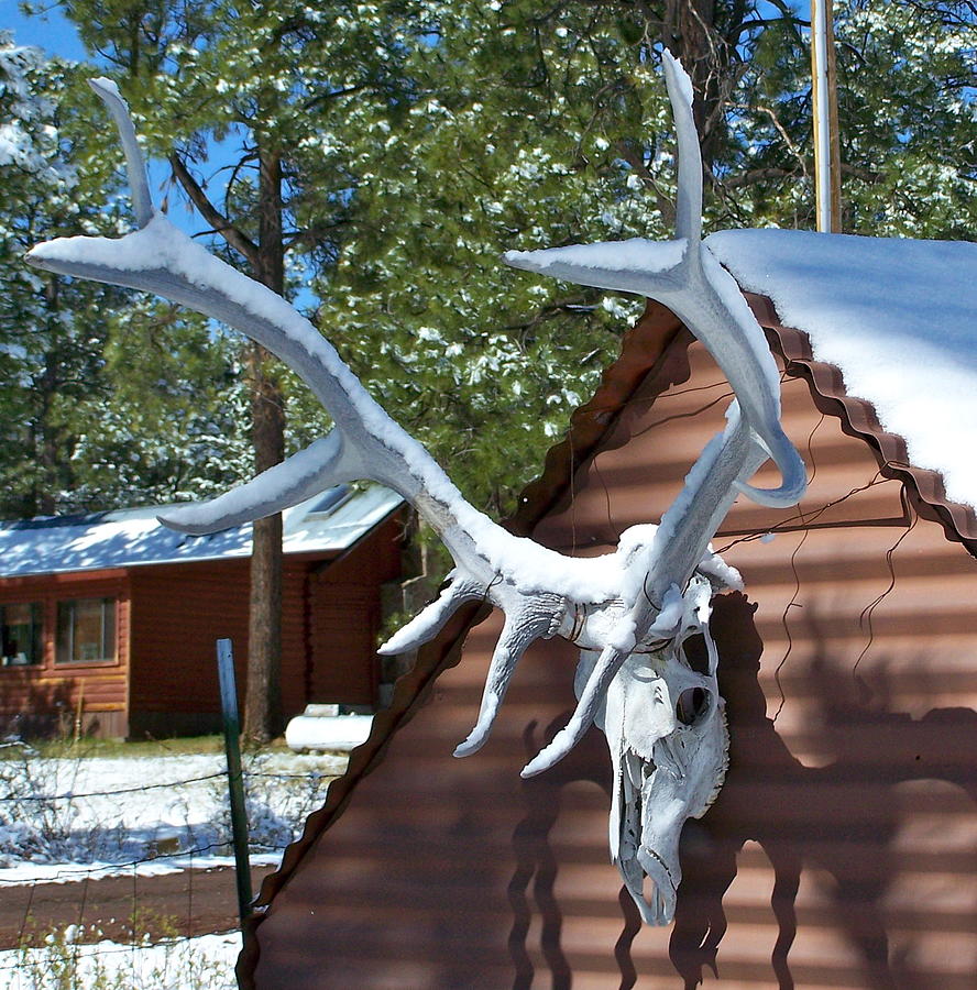 Antler with Snow Photograph by Pamela Walrath