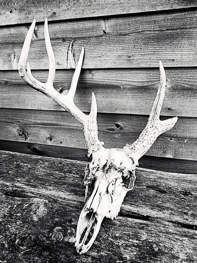 Antlers and Skulls I Photograph by Gwen Curry - Fine Art America