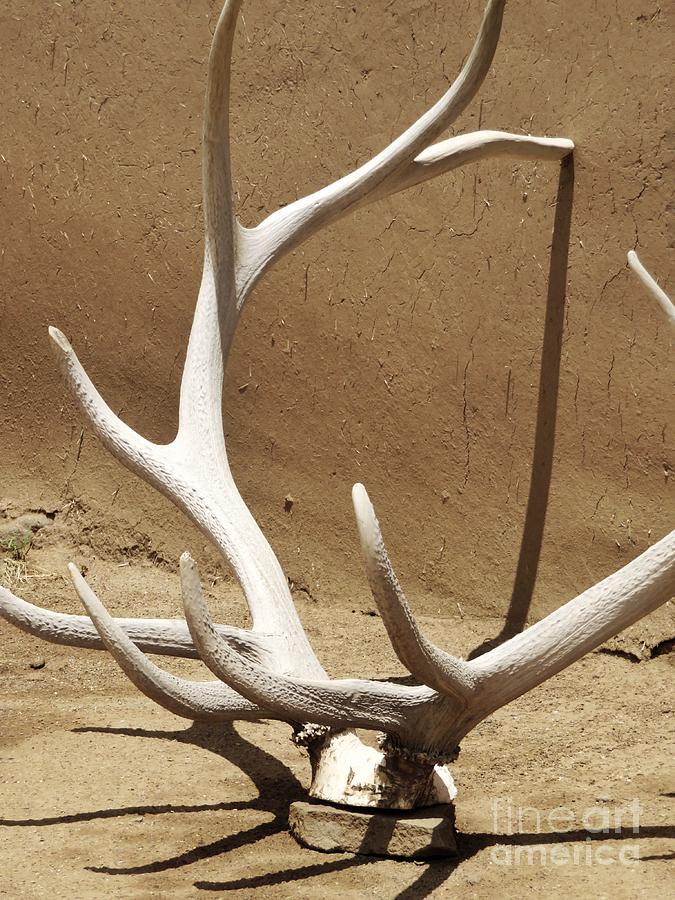 Antlers Photograph by Diana Rajala