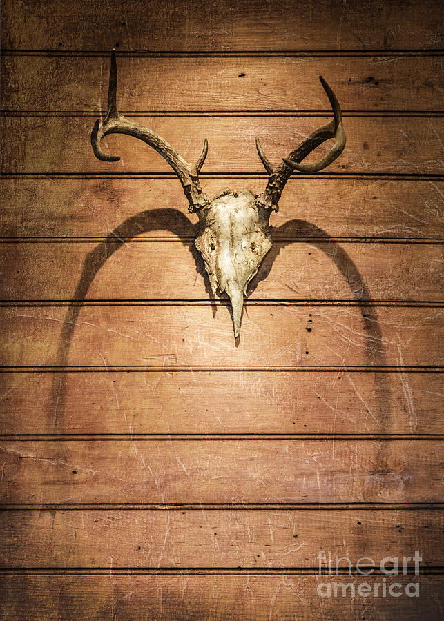 Antlers Photograph