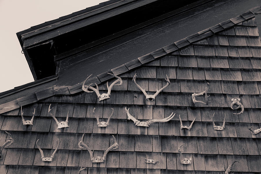 Antlers Photograph by Fran Gallogly